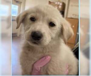 Great Pyrenees-Unknown Mix Dogs for adoption in Croydon, NH, USA