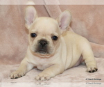 Small Photo #4 French Bulldog Puppy For Sale in WINNSBORO, TX, USA