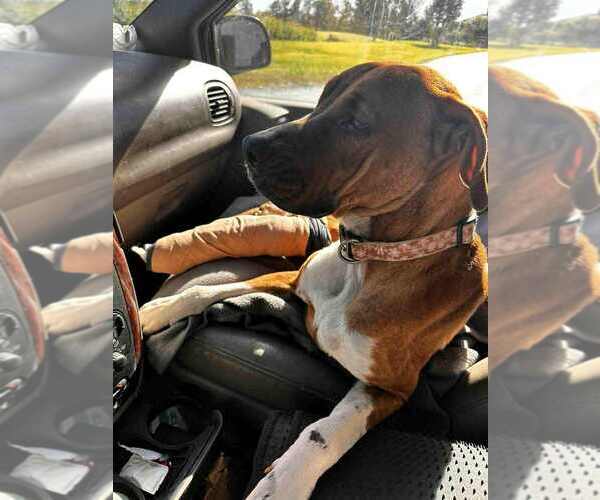 Medium Photo #3 American Pit Bull Terrier-Unknown Mix Puppy For Sale in Evansville, IN, USA