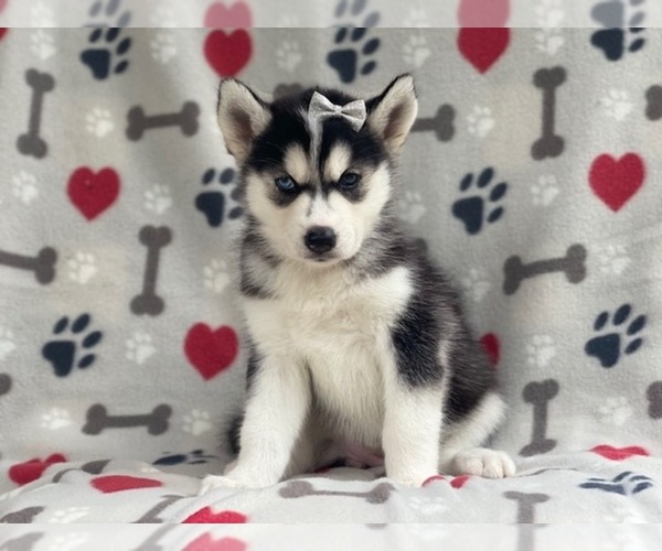 Medium Photo #3 Siberian Husky Puppy For Sale in LAKELAND, FL, USA