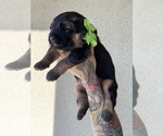 Small #23 German Shepherd Dog