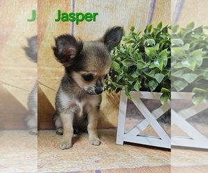 Chihuahua Puppy for sale in HOMERVILLE, GA, USA