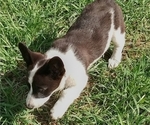 Small Photo #34 Border Collie-Pembroke Welsh Corgi Mix Puppy For Sale in CHILOQUIN, OR, USA