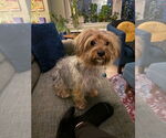 Small Mutt