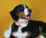 Small Photo #1 Bernedoodle Puppy For Sale in WACO, TX, USA