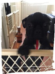 Buggs Puppy for sale in MANASSAS, VA, USA