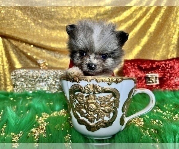 Medium Photo #5 Pomeranian Puppy For Sale in HAYWARD, CA, USA