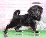 Small Photo #3 Poodle (Toy)-Shiba Inu Mix Puppy For Sale in BEL AIR, MD, USA