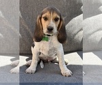 Puppy Green collar Beagle