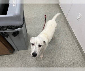 Mutt Dogs for adoption in Fort Collins, CO, USA