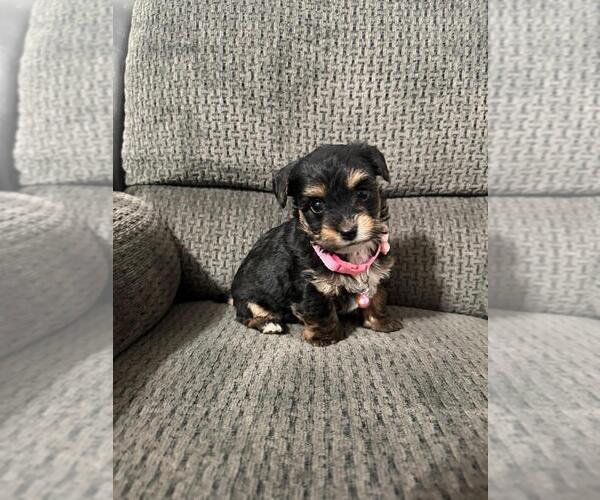 Medium Photo #1 YorkiePoo Puppy For Sale in JEFFERSONVILLE, IN, USA