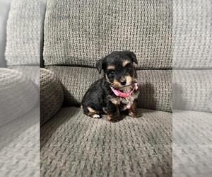 YorkiePoo Puppy for sale in JEFFERSONVILLE, IN, USA