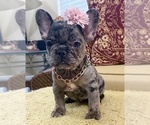 Tilly Milly - Female French Bulldog Puppy for Sale - Photo #3