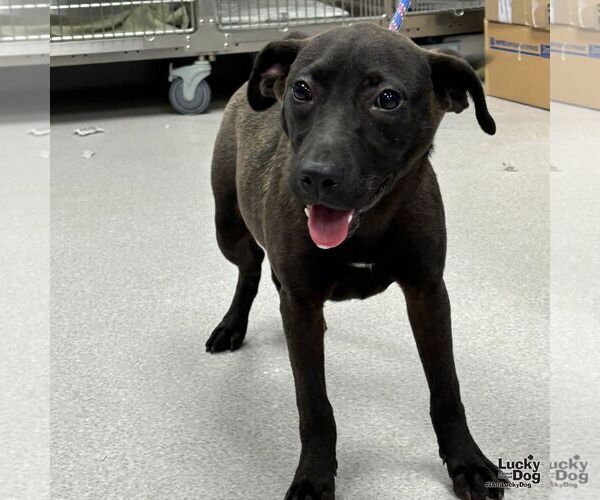 Medium Photo #2 Labrador Retriever-Unknown Mix Puppy For Sale in Washington, DC, USA