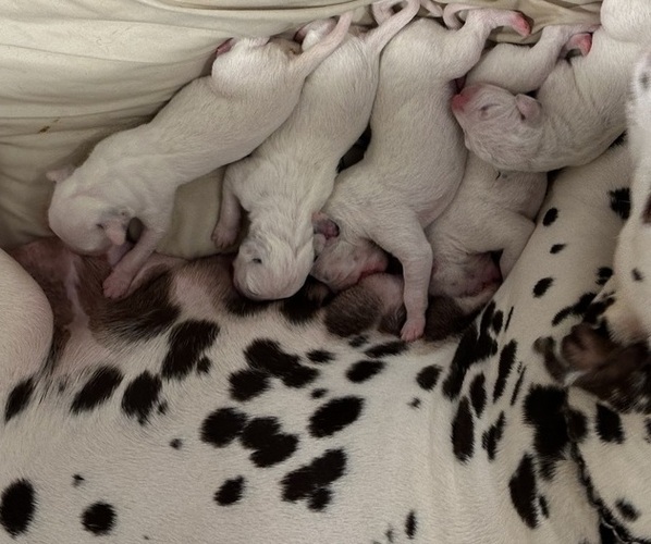 Medium Photo #1 Dalmatian Puppy For Sale in GREENSBORO, NC, USA
