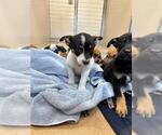 Small Australian Shepherd Mix