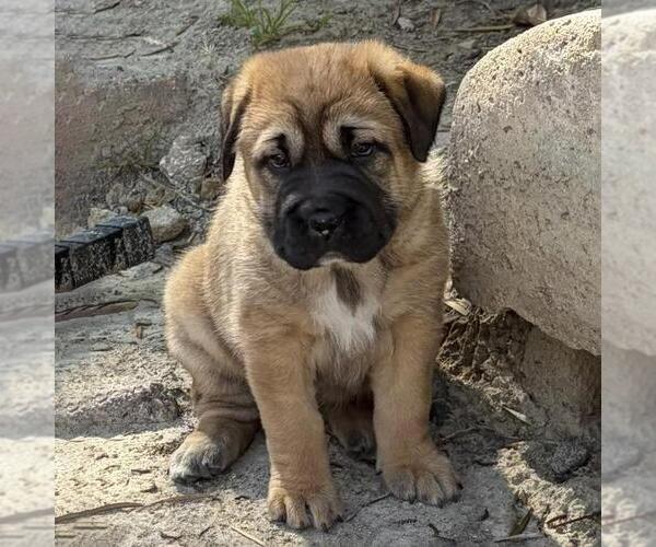 Medium Photo #1 Labrador Retriever-Unknown Mix Puppy For Sale in San Diego, CA, USA
