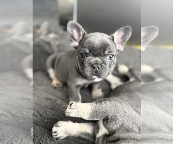 Medium Photo #6 French Bulldog Puppy For Sale in SUMMERVILLE, SC, USA