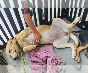 Labrador Retriever-Unknown Mix Dogs for adoption in Dallas, TX, USA