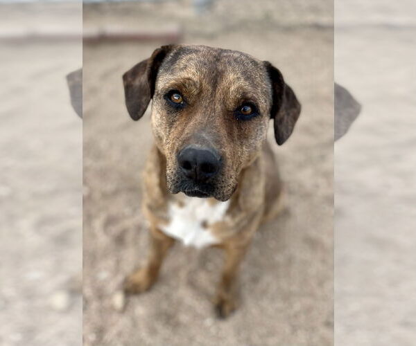 Medium Photo #1 Mountain Cur-Unknown Mix Puppy For Sale in Lancaster, CA, USA