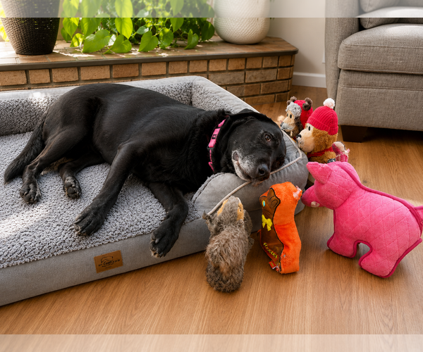 Medium Photo #3 Labrador Retriever Puppy For Sale in Clovis, CA, USA