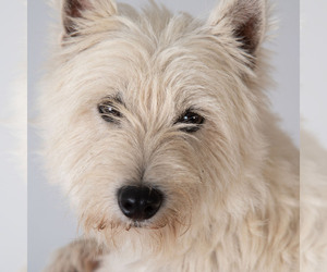 Father of the West Highland White Terrier puppies born on 07/07/2019