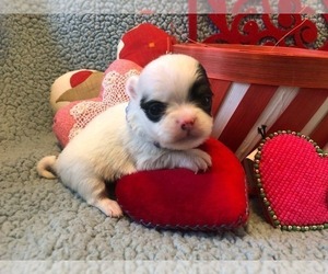 Chihuahua Puppy for sale in NEWVILLE, PA, USA