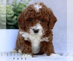 Small #2 Goldendoodle (Miniature)