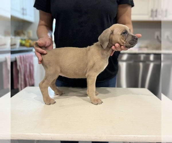 Medium Photo #9 Cane Corso Puppy For Sale in PORTLAND, OR, USA