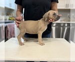 Small Photo #9 Cane Corso Puppy For Sale in PORTLAND, OR, USA