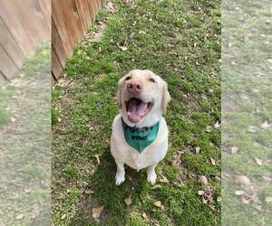 Labrador Retriever Dogs for adoption in Abbeville, LA, USA