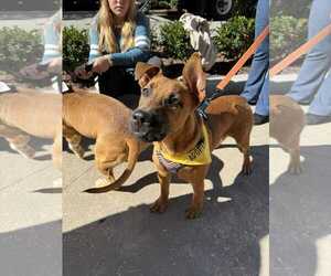 Labrador Retriever-Unknown Mix Dogs for adoption in Holly Springs, NC, USA