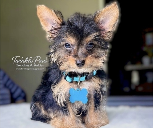 Medium Photo #1 Yorkshire Terrier Puppy For Sale in POWDER SPRINGS, GA, USA