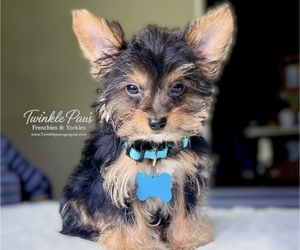 Yorkshire Terrier Puppy for sale in POWDER SPRINGS, GA, USA