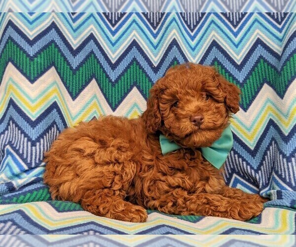 Medium Photo #4 Labradoodle-Poodle (Miniature) Mix Puppy For Sale in KIRKWOOD, PA, USA