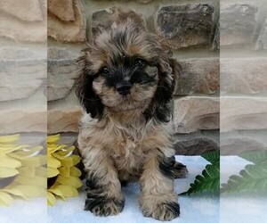 Cocker Spaniel-Poodle (Miniature) Mix Dog for Adoption in FREDERICKSBURG, Ohio USA