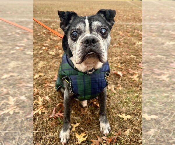 Medium Photo #4 Boston Terrier Puppy For Sale in Lawrenceville, NJ, USA