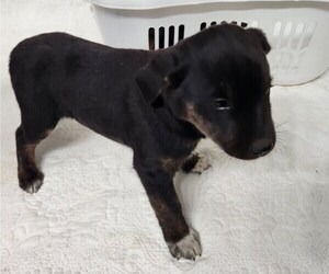 Medium Border Collie-Catahoula Leopard Dog Mix