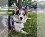 Small #2 Cardigan Welsh Corgi-Pembroke Welsh Corgi Mix