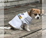 Small #1 Dachshund Mix