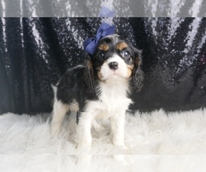 Medium Cavalier King Charles Spaniel