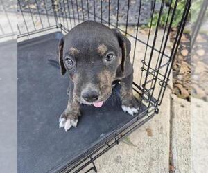 Medium Labrador Retriever Mix