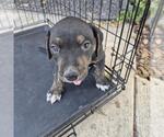 Small Labrador Retriever Mix