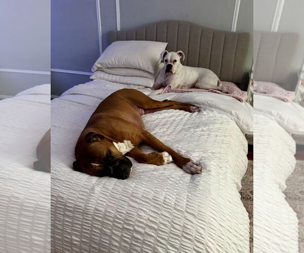 Medium Photo #4 Boxer Puppy For Sale in Dumont, NJ, USA