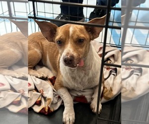 Kane - Male Chihuahua-Unknown Mix Dog for Adoption - Photo #2