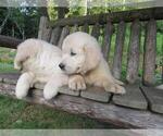 Small Photo #36 Golden Retriever Puppy For Sale in MILLVILLE, MA, USA