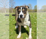 Small #4 American Bulldog Mix