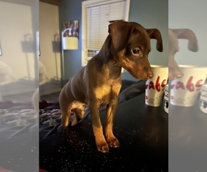 Miniature Pinscher Puppy for sale in LOMA LINDA, CA, USA
