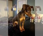 Small Photo #1 Miniature Pinscher Puppy For Sale in LOMA LINDA, CA, USA