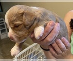 Puppy 4 Aussie-Poo-Cavapoo Mix